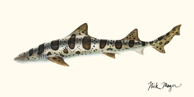 Leopard shark Leopard shark