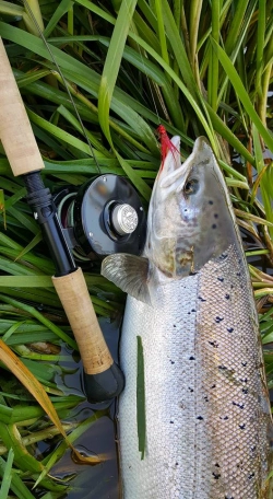 Plug salmon Plug salmon