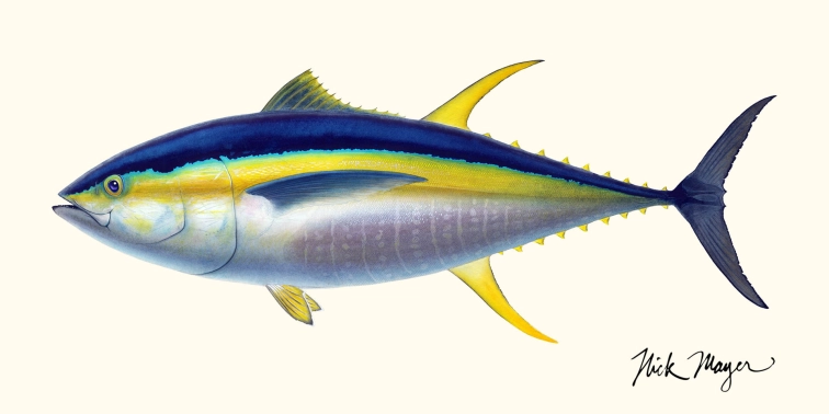 Yellowfin tuna Yellowfin tuna