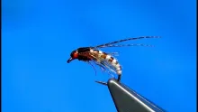 Video thumb for Caddis Pupa