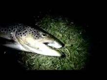 Video thumb for Wild Brown Trout on a Switch Fly Rod