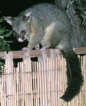 User submitted picture: Some of the best dubbing ...