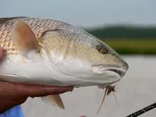 User submitted picture: Redfish that was rooting ...