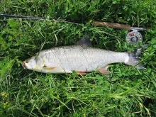 User submitted picture: Asp Portrait