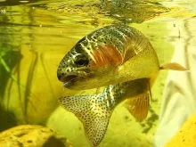 User submitted picture: Rainbow on a crystal West...