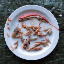 User submitted picture: Contents of the stomach o...