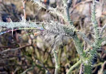 User submitted picture: My trusted friend - The M...