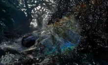 User submitted picture: Releasing a Malaysian Sai...