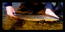 User submitted picture: Brown trout caught in lou...