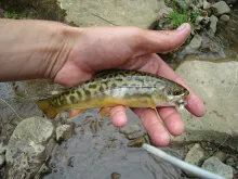 User submitted picture: CAUGHT FISHING FOR NATIVE...