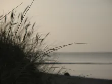 User submitted picture: Grass on the beach