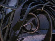 User submitted picture: sea-weed up close!