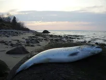 User submitted picture: A smaller Danish seatrout...