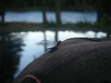 User submitted picture: Difficult to tie