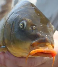 User submitted picture: Common Carp from one of o...