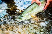 User submitted picture: Go home my friend