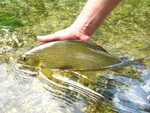 User submitted picture: One of my friends !! by w...