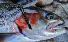 User submitted picture: rainbow trout and dragonf...