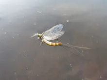 User submitted picture: A dying Ephemera spinner ...