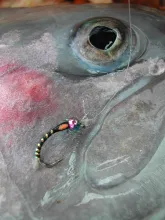 User submitted picture: Autumn rainbow trout 