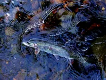 User submitted picture: Spring Upper Susitna Rain...