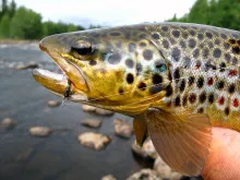 User submitted picture: The trout & the fly !! by...