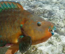 User submitted picture: Close up of Queen Parrotf...