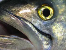 User submitted picture: Yellow Eyed Toothy Devil....