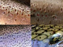 User submitted picture: Skin fish....