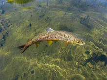 User submitted picture: Uper Namsen river by Pasc...