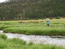 User submitted picture: Elk and angler sharing th...