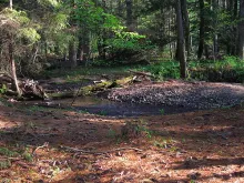 User submitted picture: Wild Beauty, a wild trout...