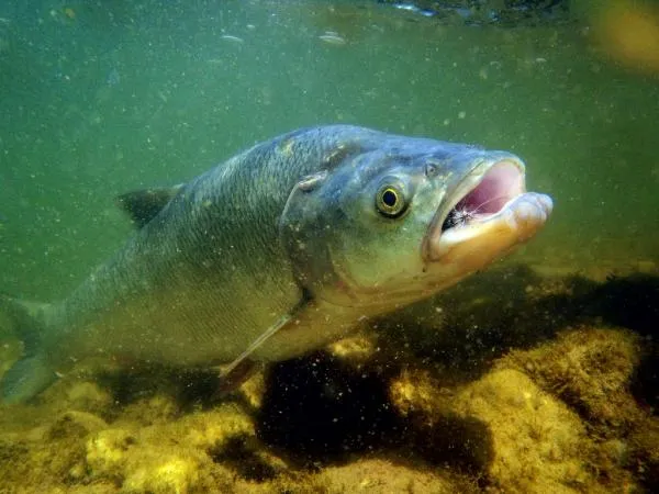 User submitted picture: asp on dry fly . river za...