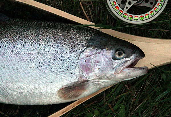 User submitted picture: The first fish captured w...