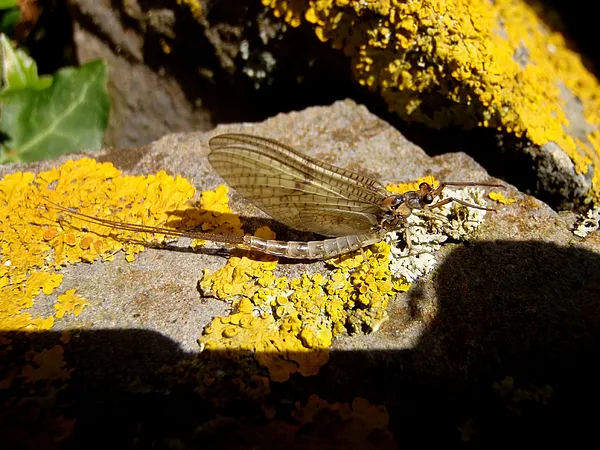 User submitted picture: >Lady May Fly<