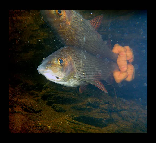 User submitted picture: Go home!!!