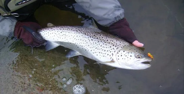 User submitted picture: Winter sea trout, 
