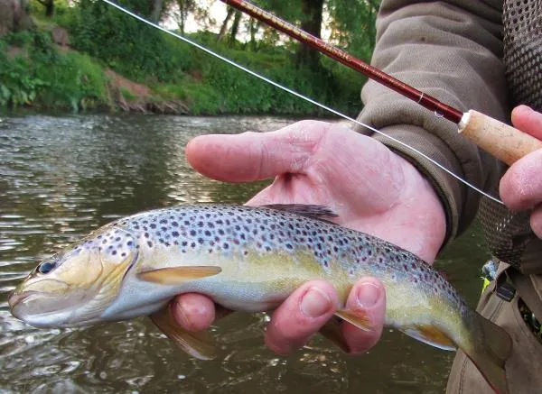 User submitted picture: Devon Brown trout,