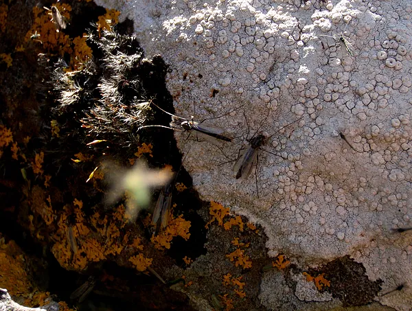 User submitted picture: >BUZZERS<