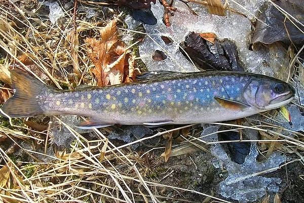 User submitted picture: A Wild Brookie in Februar...
