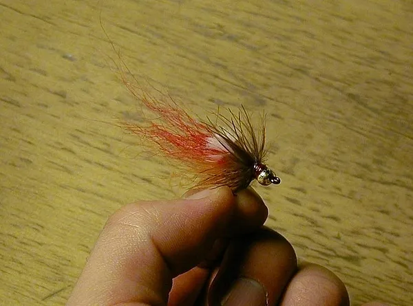 User submitted picture: This is a shrimp fly tied...