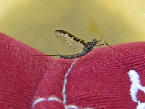 User submitted picture: Callibaetis mayfly spinne...