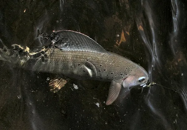 User submitted picture: Arctic Grayling-A healthy...