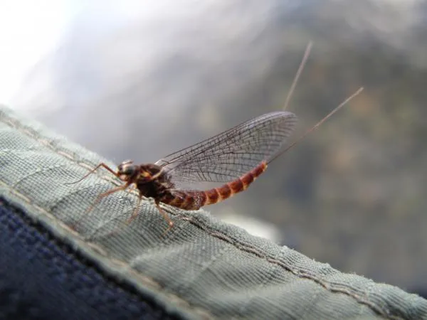 User submitted picture: Summer mayflies by www.gu...