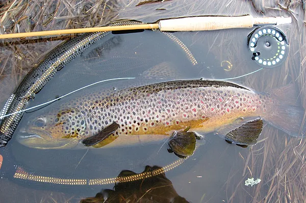 User submitted picture: 55cm brown trout with Feb...