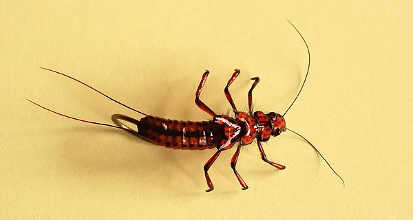 User submitted picture: Stonefly,