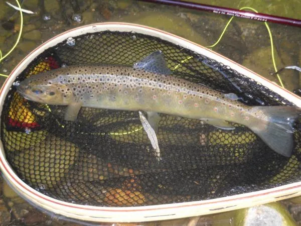 User submitted picture: 14 inch brown trout caugh...