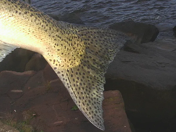 User submitted picture: King salmon tail. Power T...