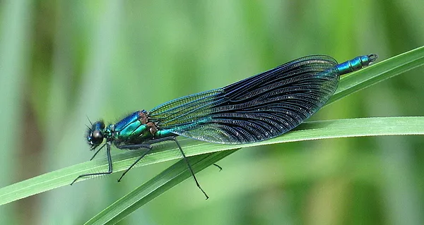 User submitted picture: Damsel fly
