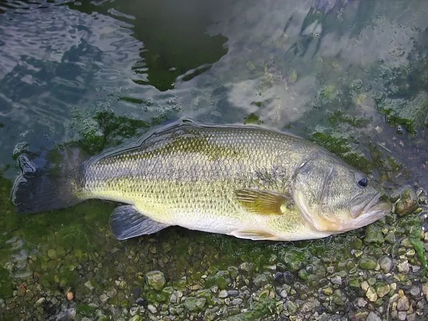 User submitted picture: My Big Largemouth Bass